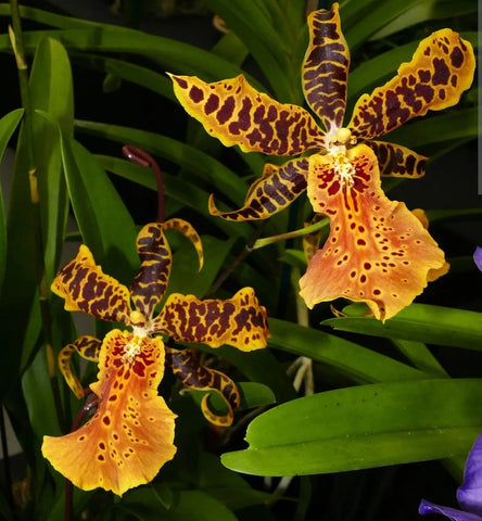 Oncidium Hilo Ablaze ‘Hilo Gold’ HCC/AOS