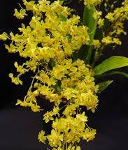 Oncidium Twinkle ‘ORo’