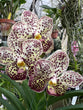 Vanda Pintuwadee (LARGE PLANTS IN FLOWER OR SPIKE)