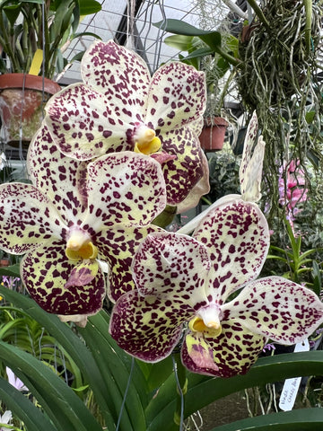 Vanda Pintuwadee (LARGE PLANTS IN FLOWER OR SPIKE)