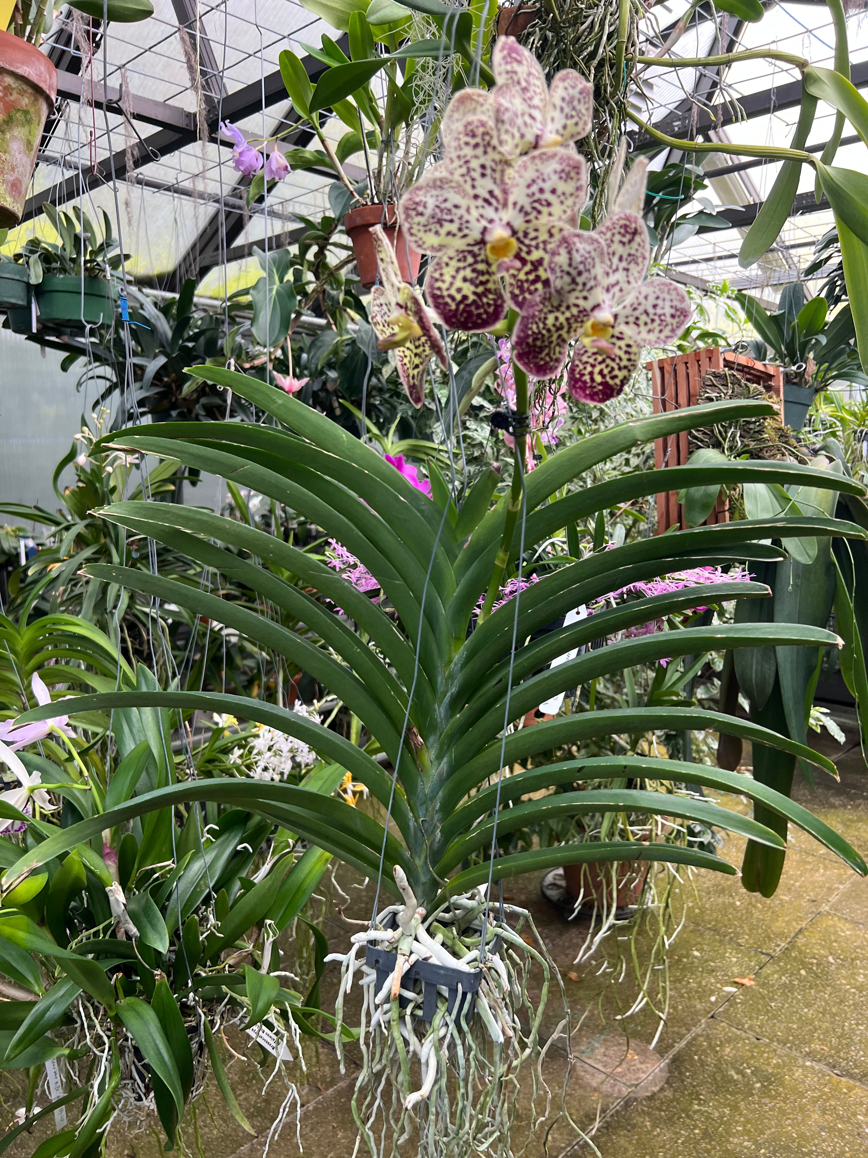 Vanda Pintuwadee (LARGE PLANTS IN FLOWER OR SPIKE)