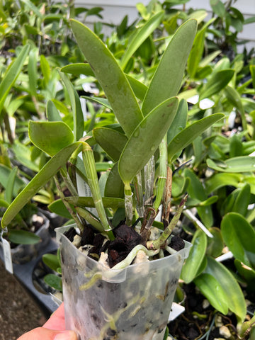 Cattleya loddigesii Aquini x self