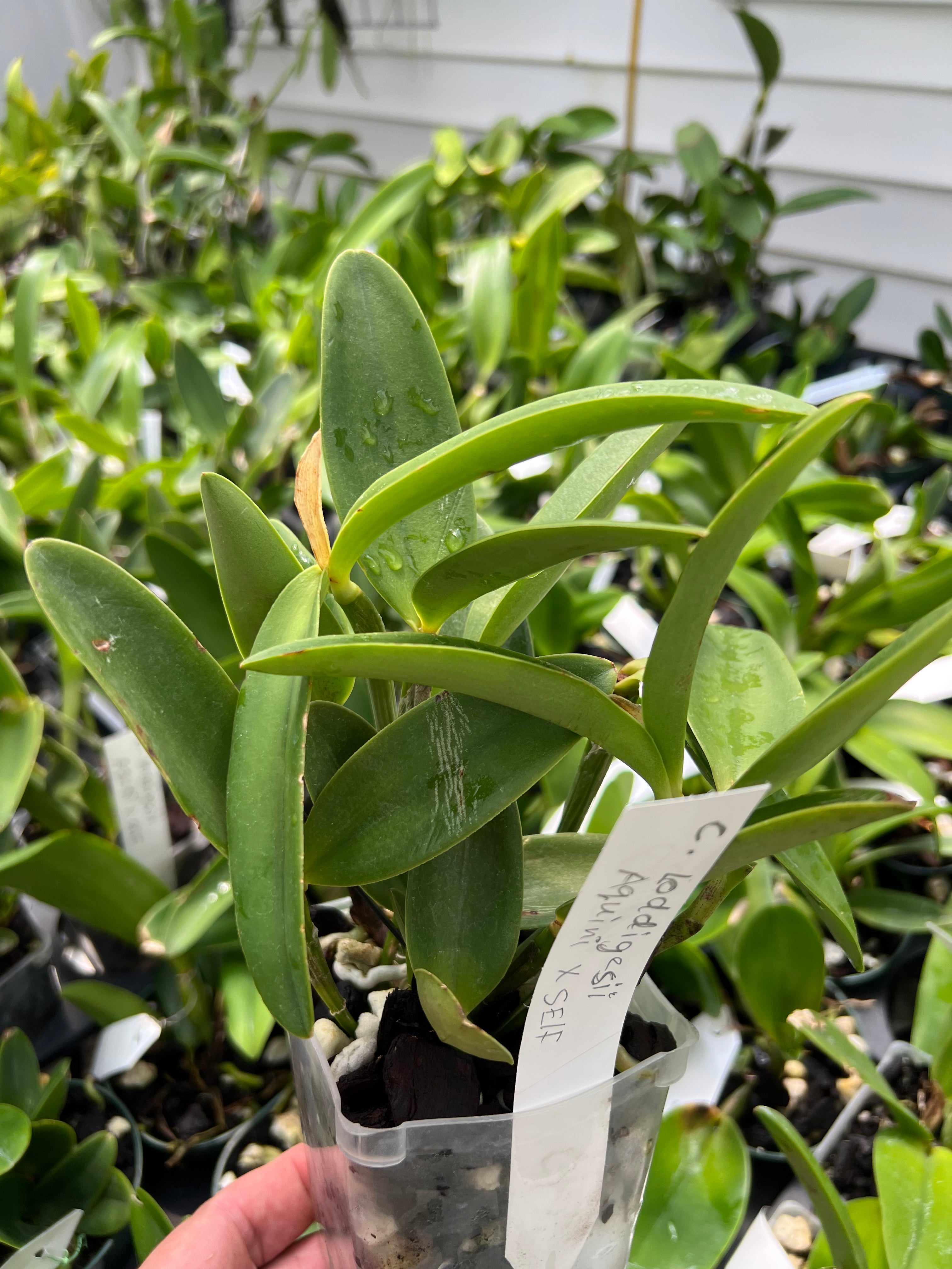 Cattleya loddigesii Aquini x self