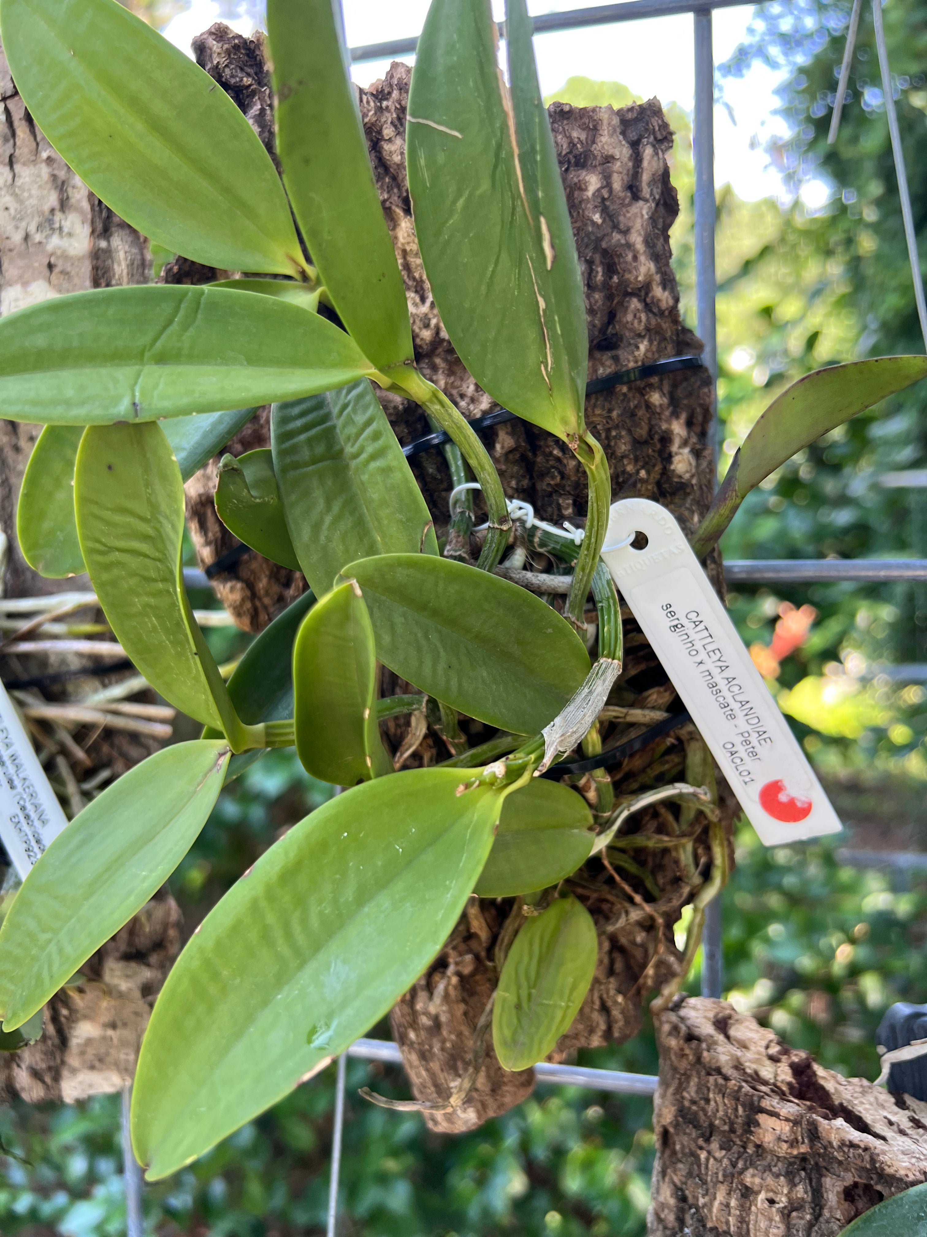 Cattleya aclandiea (Serginho x Mascate )