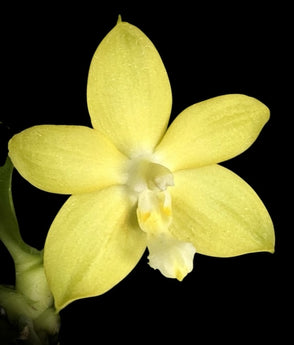 Phalaenopsis Yangon Christmas ‘Honey Lemon’