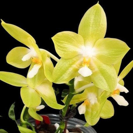Phalaenopsis Yangon Christmas ‘Honey Lemon’