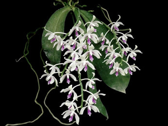 Phalaenopsis fimbriata