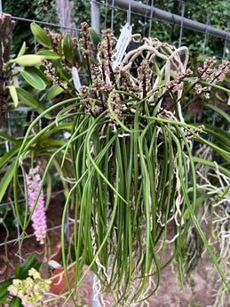 Seidenfadenia mitrata species (XXL) IN SPIKE BUD 8-12 Spikes per plant!
