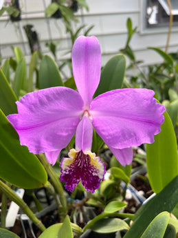 Cattleya lueddemanniana tipo (Haide x sib)