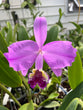 Cattleya lueddemanniana tipo (Haide x sib)
