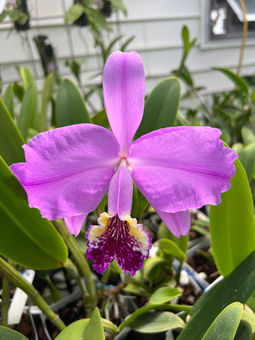 Cattleya lueddemanniana tipo (Haide x sib)