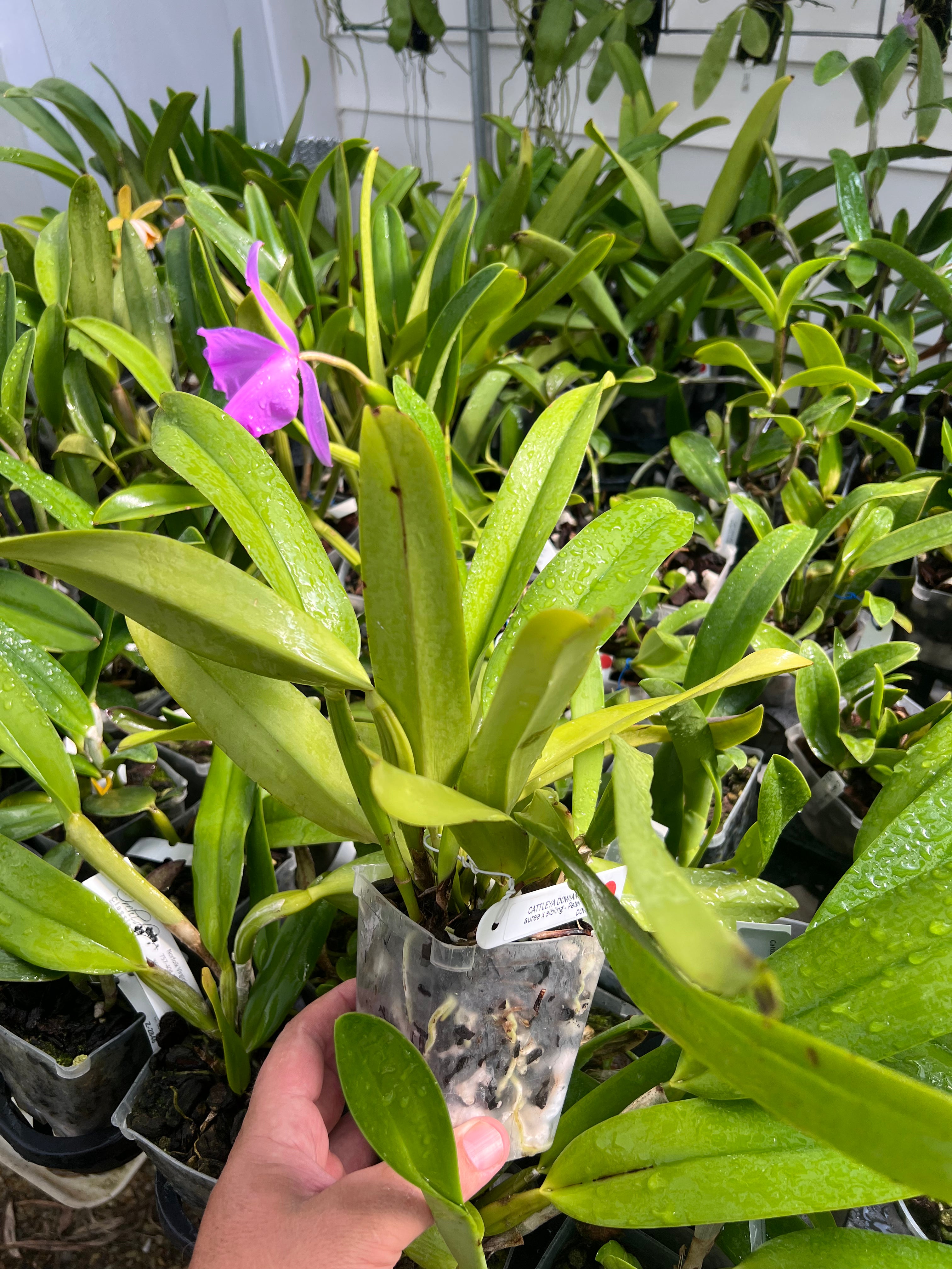 Cattleya dowiana aurea (species)