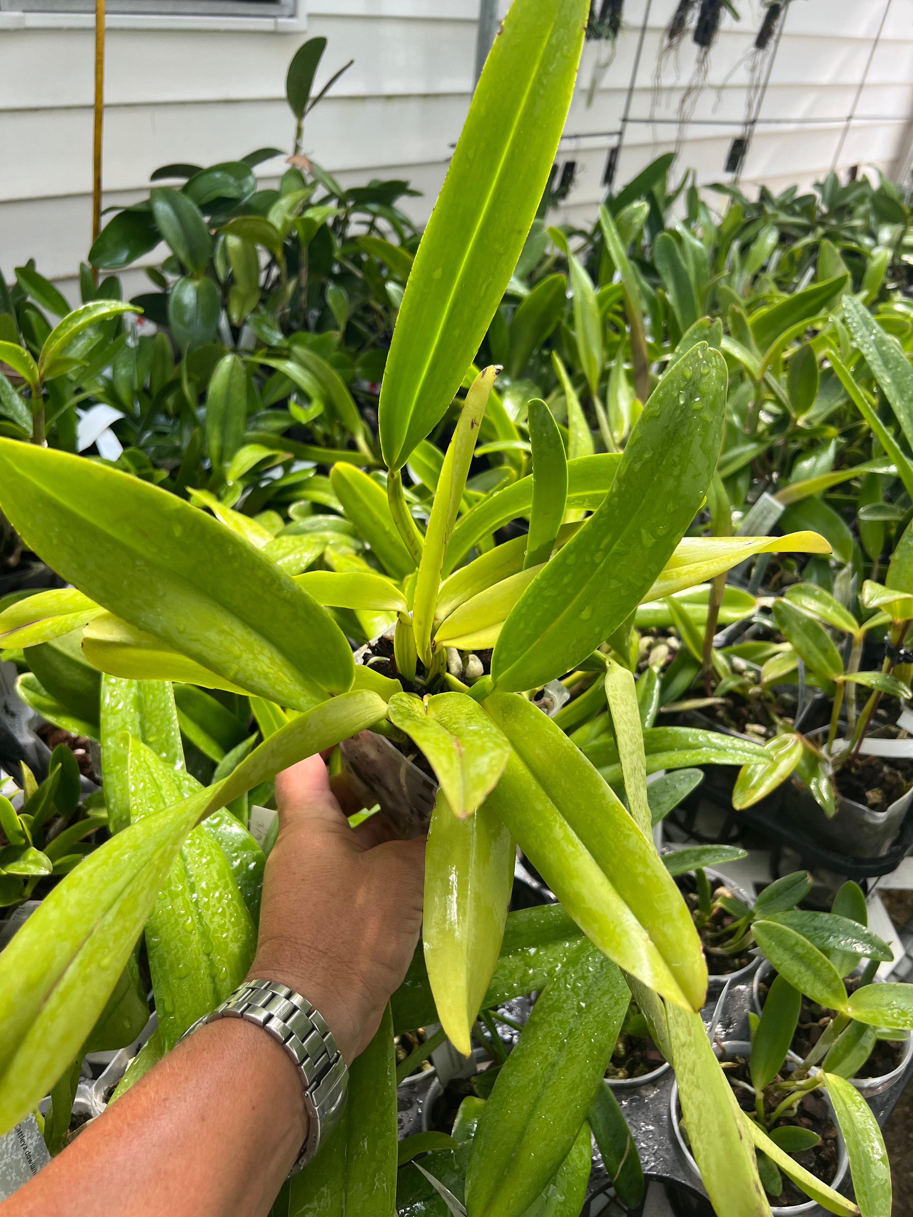 Cattleya dowiana aurea (species)