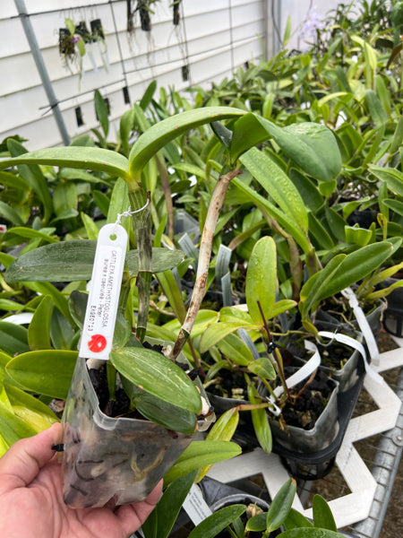 Cattleya amethystoglossa aurea x  coerulea