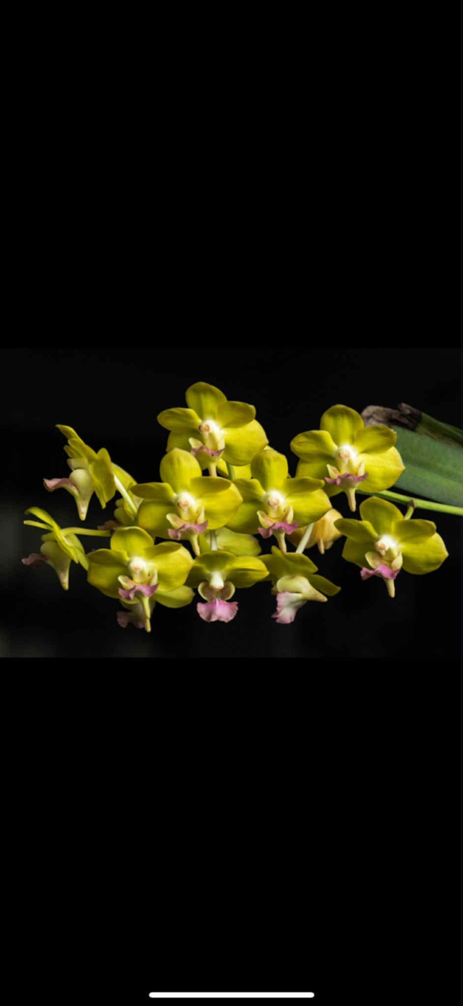 Aeridovanda Photisan