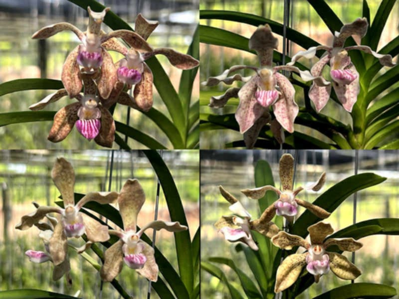 Vanda pumila x Vanda tesselata alba