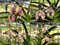 Vanda pumila x Vanda tesselata alba