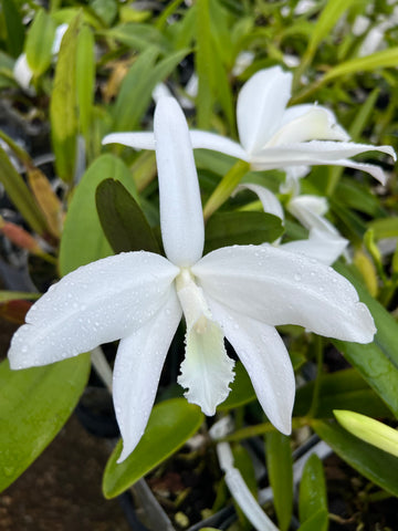 Cattleya perrinii (Delicata AM x alba (RK)