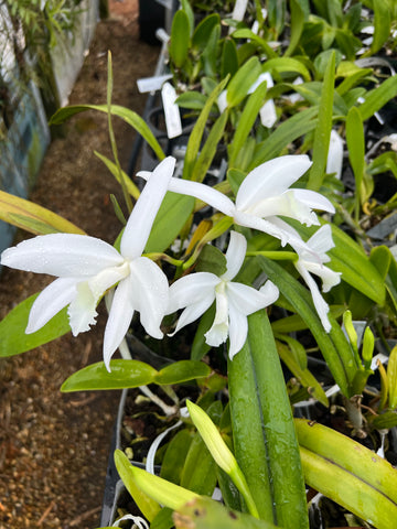 Cattleya perrinii (Delicata AM x alba (RK)