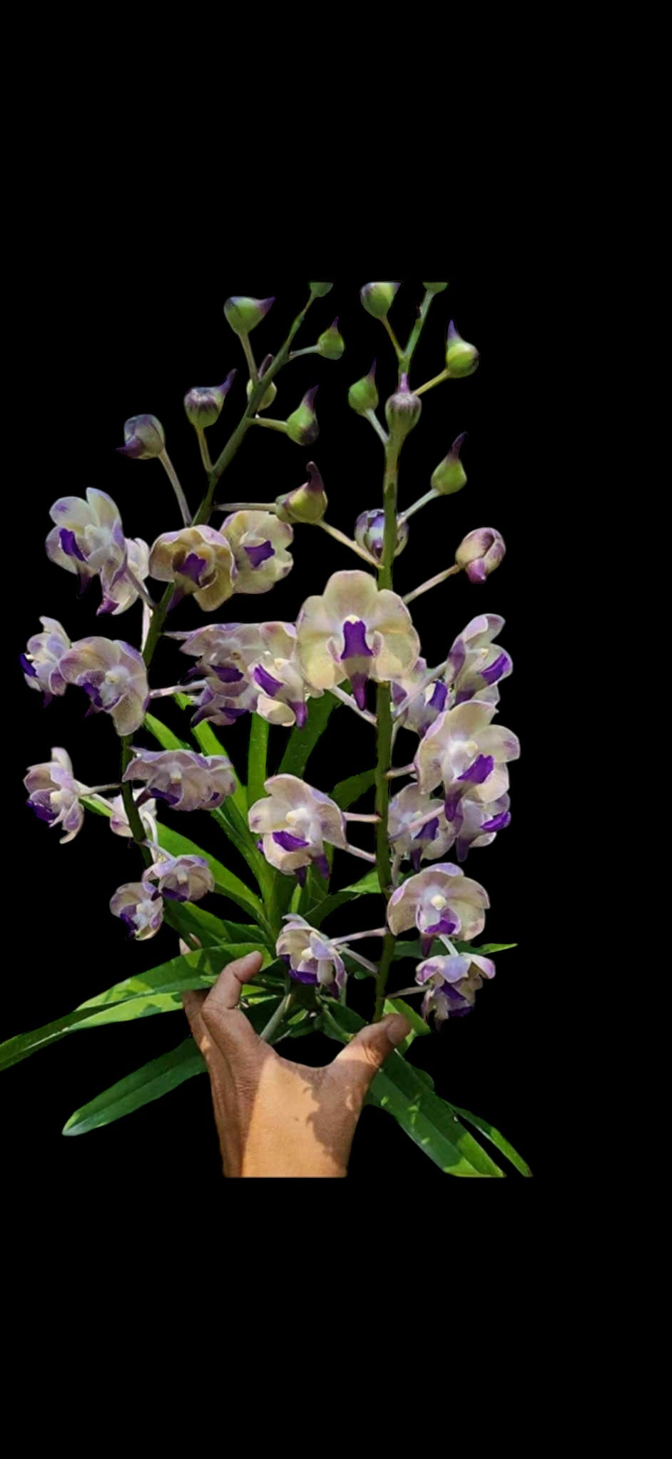 Vanda Mimi Palmer x Aerides lawrenceae