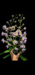 Vanda Mimi Palmer x Aerides lawrenceae