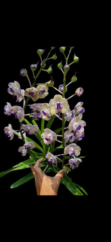 Vanda Mimi Palmer x Aerides lawrenceae