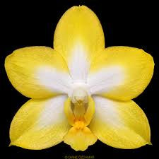 Phalaenopsis Yuan Shan Sweet Girl