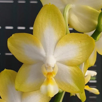 Phalaenopsis Yuan Shan Sweet Girl