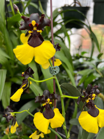 Gomesa Jiaho Queen ‘Jia Ho’ FCC /AOS