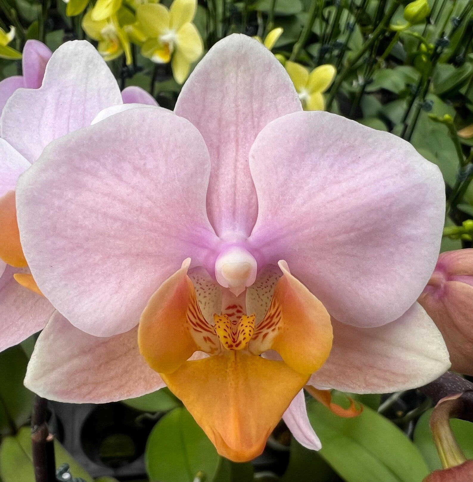 Phalaenopsis Chi Yueh Spring