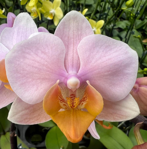 Phalaenopsis Chi Yueh Spring