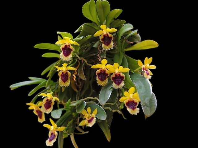 Haraella retrocalla