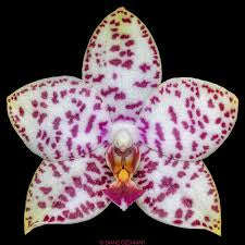 Phalaenopsis Charming Pretty ‘Hai Tony’