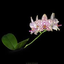 Phalaenopsis Charming Pretty ‘Hai Tony’