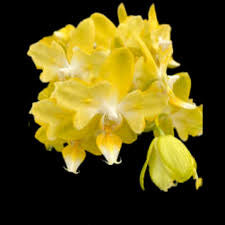 Phalaenopsis I-Hsin Beaming Sun 'peloric 2 eyes'