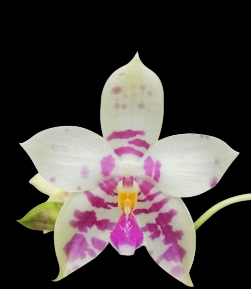 Phalaenopsis Lyndon mix Zebra ‘821’