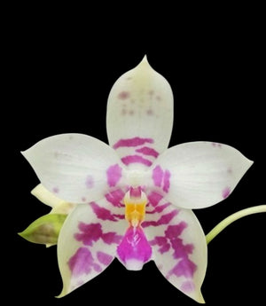 Phalaenopsis Lyndon mix Zebra ‘821’