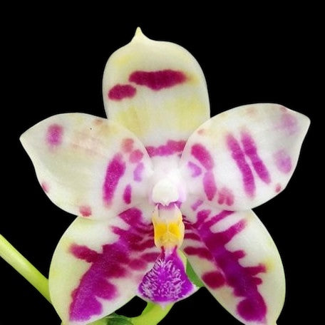 Phalaenopsis Lyndon mix Zebra ‘911’