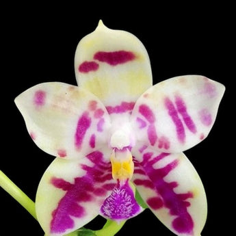 Phalaenopsis Lyndon mix Zebra ‘911’