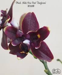 Phalaenopsis Miki Fire Bat ‘Tanjirou’