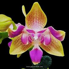 Phalaenopsis Miki Golden Sand ‘1363’