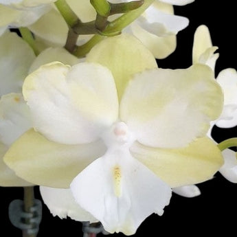 Phalaenopsis Miki Princess ‘3558’