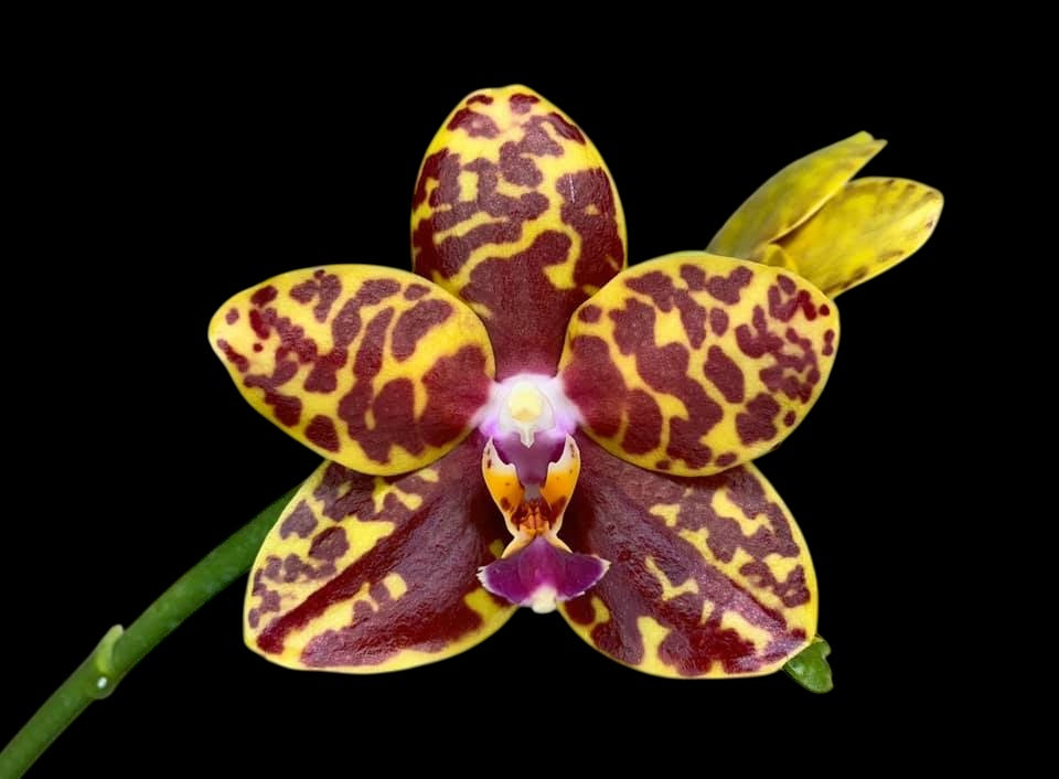 Phalaenopsis Sogo Pony