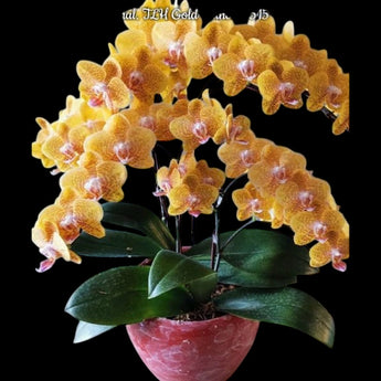 Phalaenopsis TLH Gold Princess ‘515’