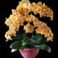 Phalaenopsis TLH Gold Princess ‘515’