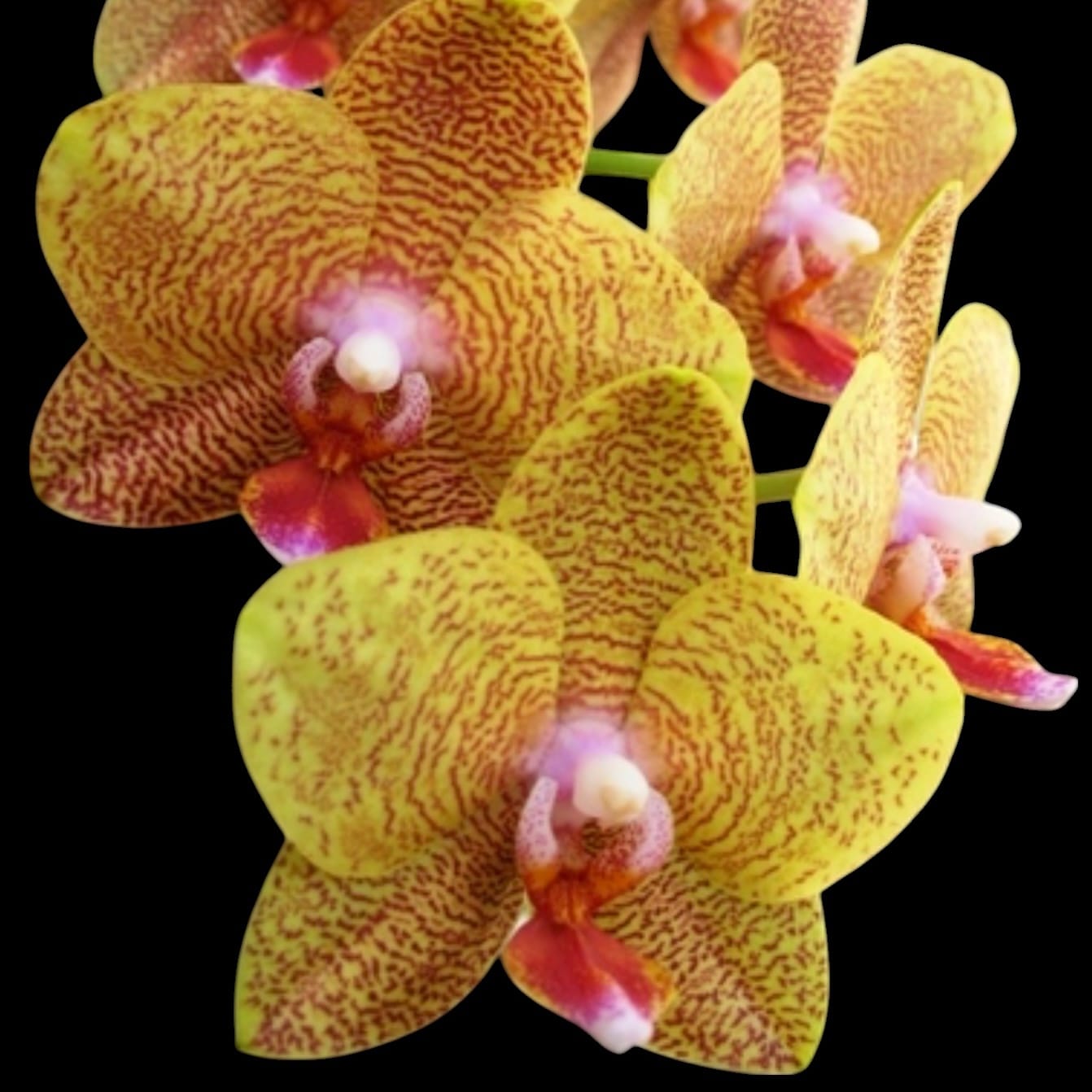 Phalaenopsis TLH Gold Princess ‘515’