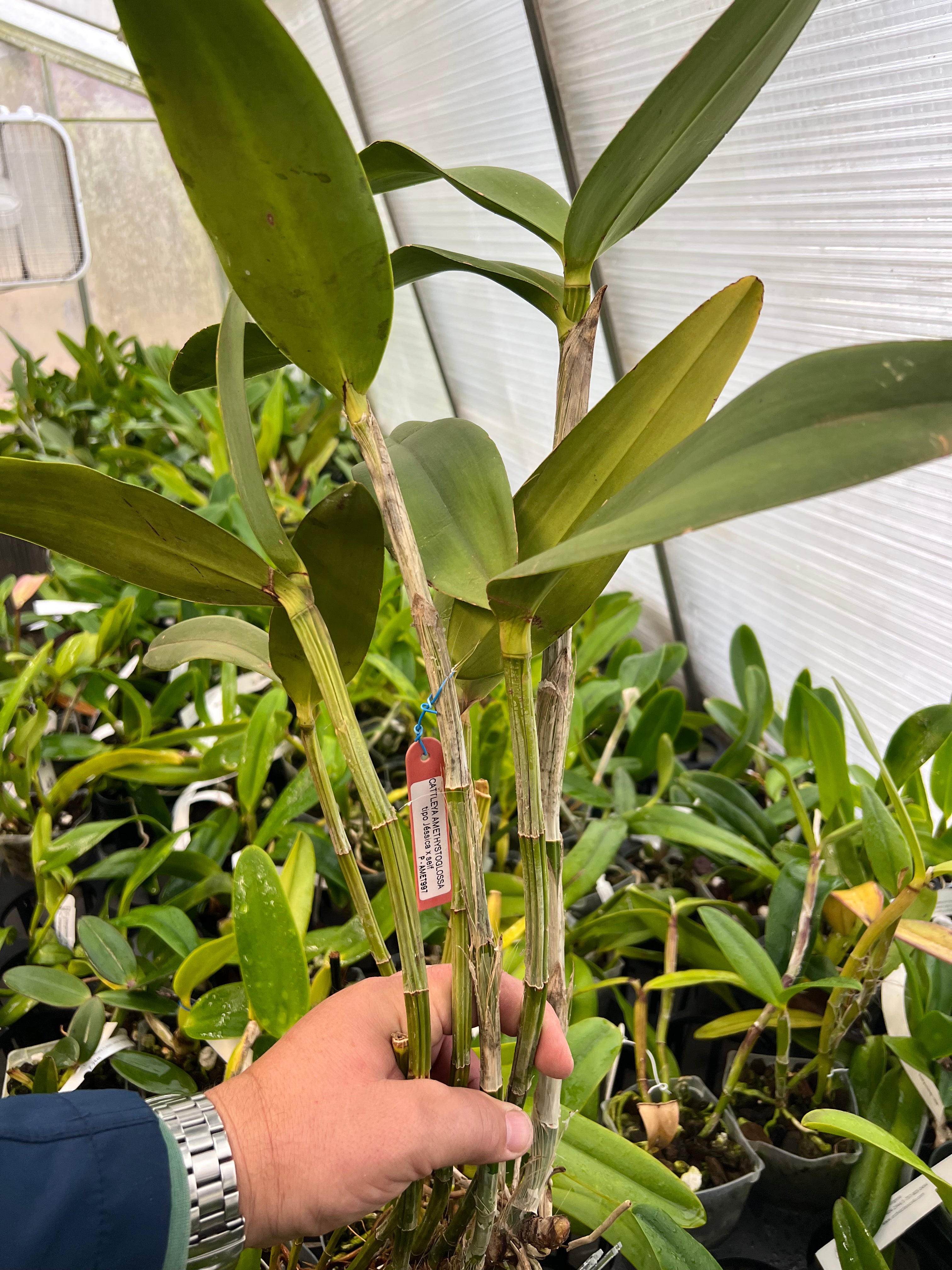 Cattleya amethystoglossa Jessica x Self  (XL plants)