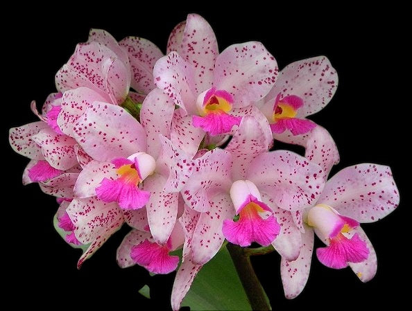 Cattleya amethystoglossa Jessica x Self  (XL plants)