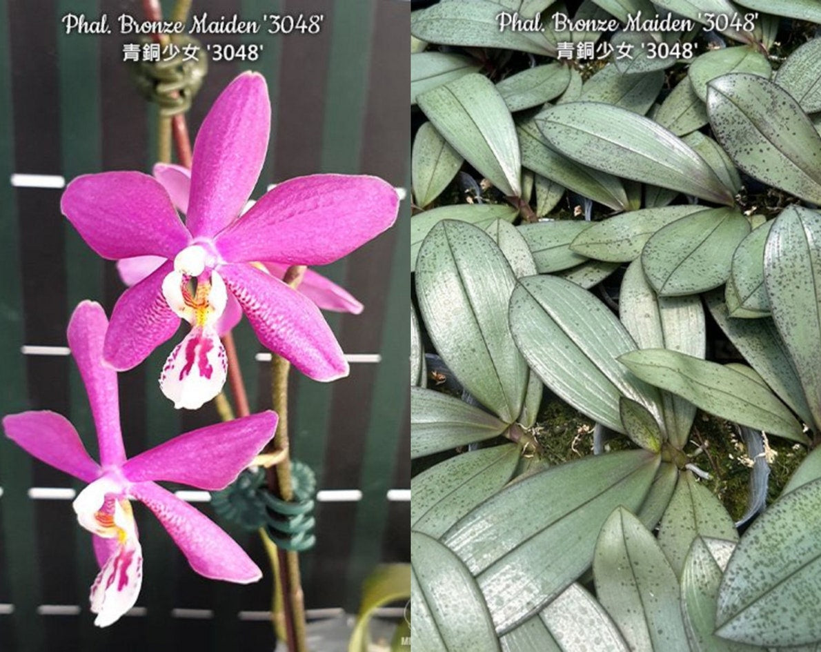 Phalaenopsis Bronze Maiden  (P. schillmann)