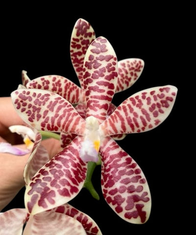phalaenopsis gigantea ‘jumbo orchids x tetraspis c1